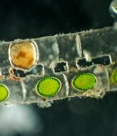 Spirogyra konjugáció