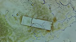 Zero Cola - századás után